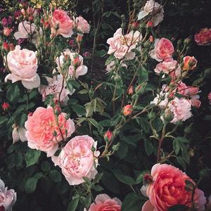 四虎影院成人91
